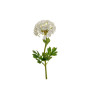 Dianthus water bianco