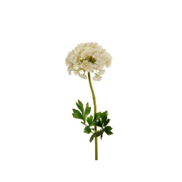 Dianthus water crema