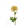 Dianthus water giallo