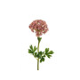 Dianthus water rosa