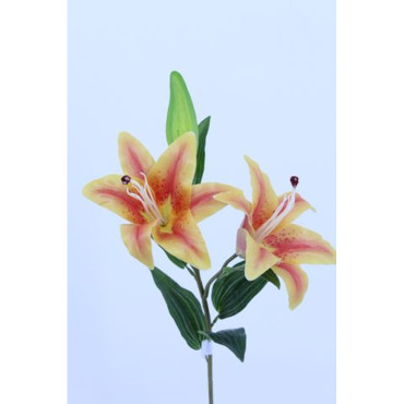 Lilium ramo x2 orange