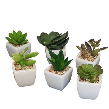 Succulent assortite in vaso ceramica