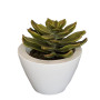 Succulent in vaso ceramica