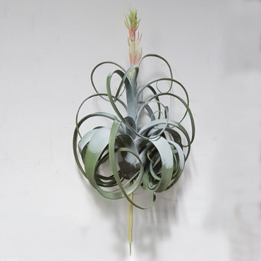 Tillandsia con fiore h. 55 cm. verde