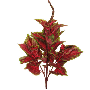 SV – Coleus plant cm.66 verde-rosso