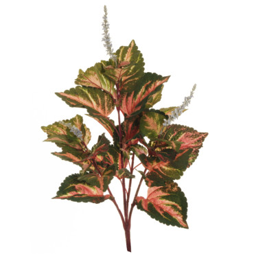 SV – Coleus plant cm.66 verde-rosa