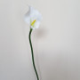 Calla singola cm.40