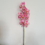 Cymbidium 10 fiori cm.79 rosa