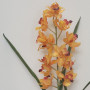 SV-Cymbidium pianta cm.80 giallo