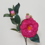 Camelia ramo cm.60 beauty