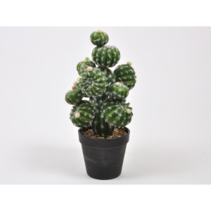 Cactus cm. 033 in vaso