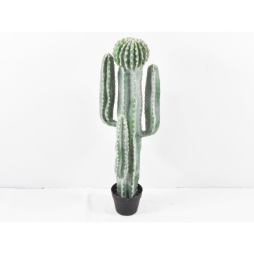 Cactus cm. 100 in vaso