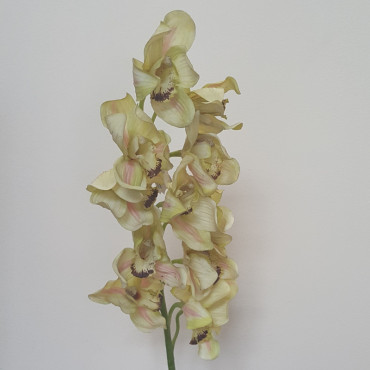 Cymbidium 12 fiori cm.105 verde