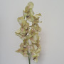 Cymbidium 12 fiori cm.105 verde