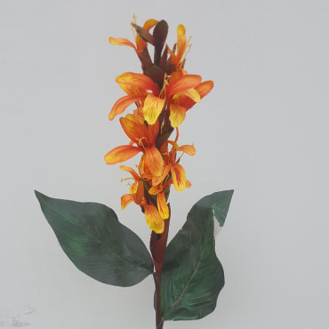 Canna indica cm.90 arancio