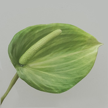 Anthurium cm.87 verde