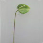 Anthurium cm.87 verde