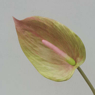 Anthurium cm.87 verde/rosa