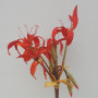 Amaryllis 10 fiori cm.100 arancio