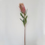 Protea queen cm.75 rosa