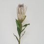 Protea queen cm.75 crema