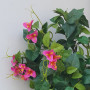 Bougainvillea bush cm.63 rosa