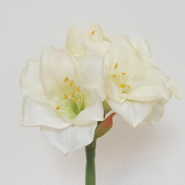 Amaryllis stelo 5 fiori cm.65 bianco