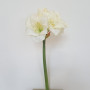 Amaryllis stelo 5 fiori cm.65 bianco