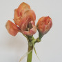 Amaryllis stelo 4 fiori cm.76 salmone