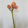 Amaryllis stelo 4 fiori cm.76 salmone