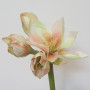 Amaryllis stelo 4 fiori cm.76 crema/arancio