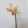 Amaryllis stelo 4 fiori cm.76 crema/arancio