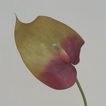 Anthurium cm.80 porpora