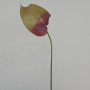 Anthurium cm.80 porpora