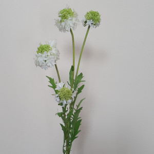 Scabiosa ramo 5 fiori cm.70 bianco