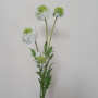 Scabiosa ramo 5 fiori cm.70 bianco