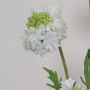 Scabiosa ramo 5 fiori cm.70 bianco