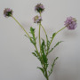 Scabiosa ramo 5 fiori cm.70 lilla