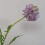 Scabiosa ramo 5 fiori cm.70 lilla