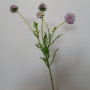 Scabiosa ramo 5 fiori cm.70 lilla