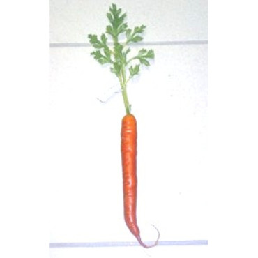 Carota cm.25