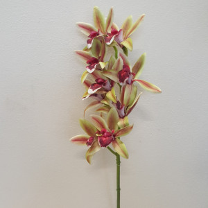 Cymbidium real touch cm.70