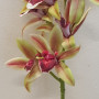 Cymbidium real touch cm.70