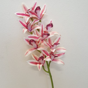 Cymbidium real touch cm.70