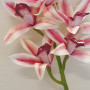 Cymbidium real touch cm.70