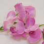 Phalaenopsis real ramo 10 fiori cm.125