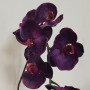 Phalaenopsis real ramo 10 fiori cm.125