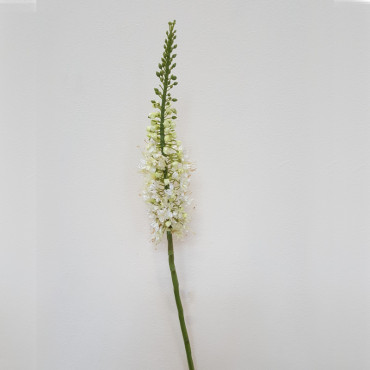 Eremurus cm.90