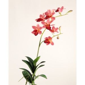 Orchidea ramo 8 fiori rosso