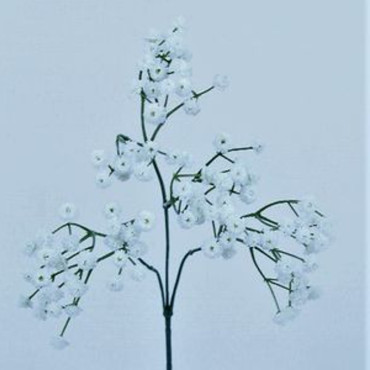 Gypsophila gomma cm.65 bianco